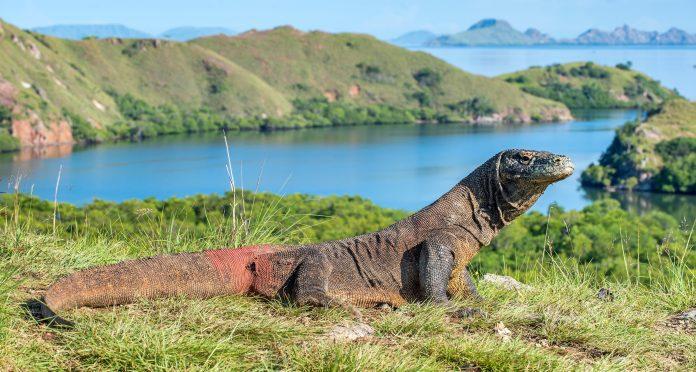 Komodo, Indonesia - Nguồn: Internet