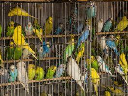 Lý do không nên nuôi vẹt trong nhà? Lý do không nên nuôi vẹt trong nhà? (Nguồn: Internet).