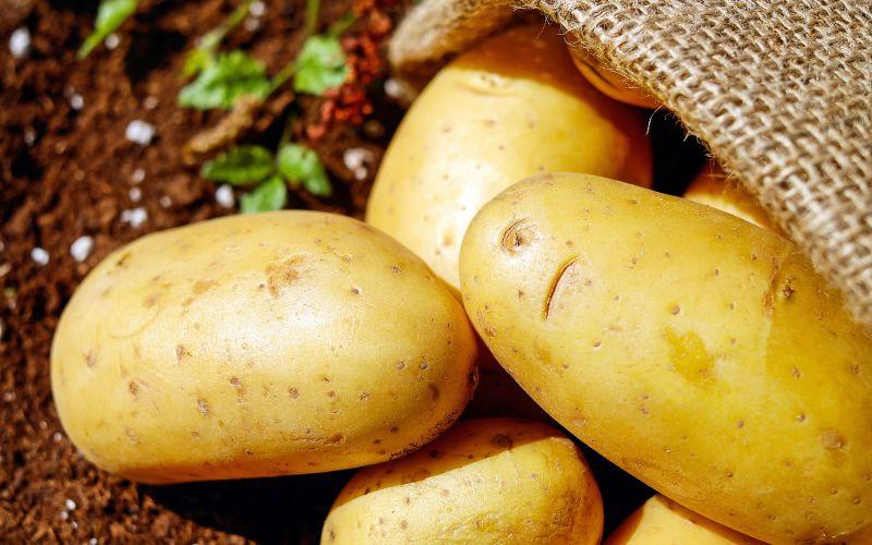 Người Inca từ lâu đã biết trồng khoai tây (Ảnh: Internet)