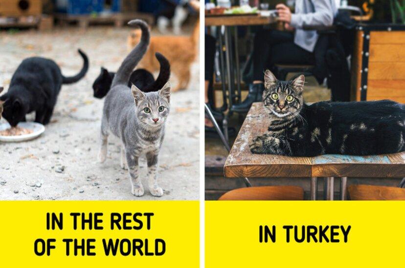 Điều thú vị về cuộc sống tại Thổ Nhĩ Kì (Ảnh: Internet)