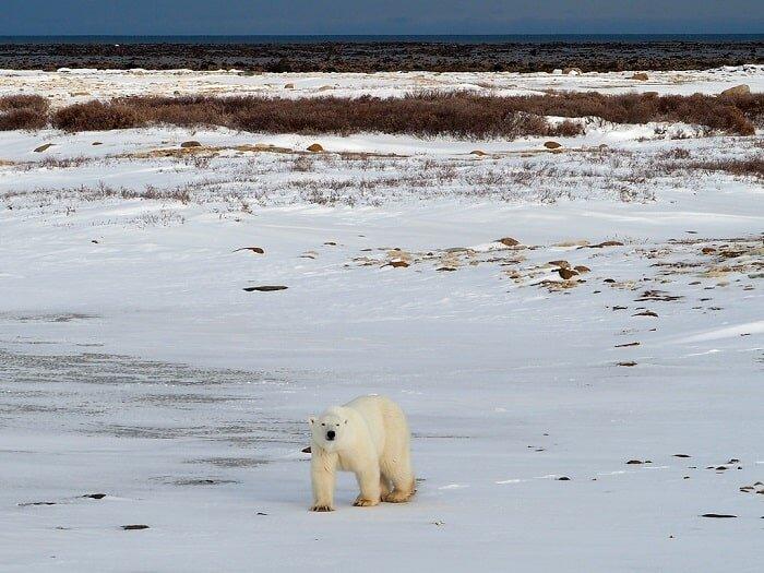 Gấu bắc cực Churchill, Manitoba (Ảnh: Internet)