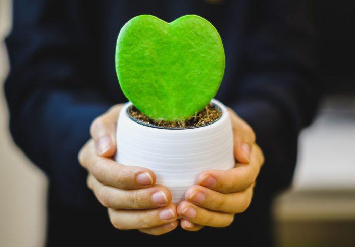 Ngày Valentine Xanh 14 tháng 8 (Green Day)