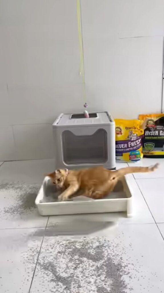 Mỹ Diệu là ai? Danh tính của nàng mèo được cộng đồng mạng gọi là hệ tư ...