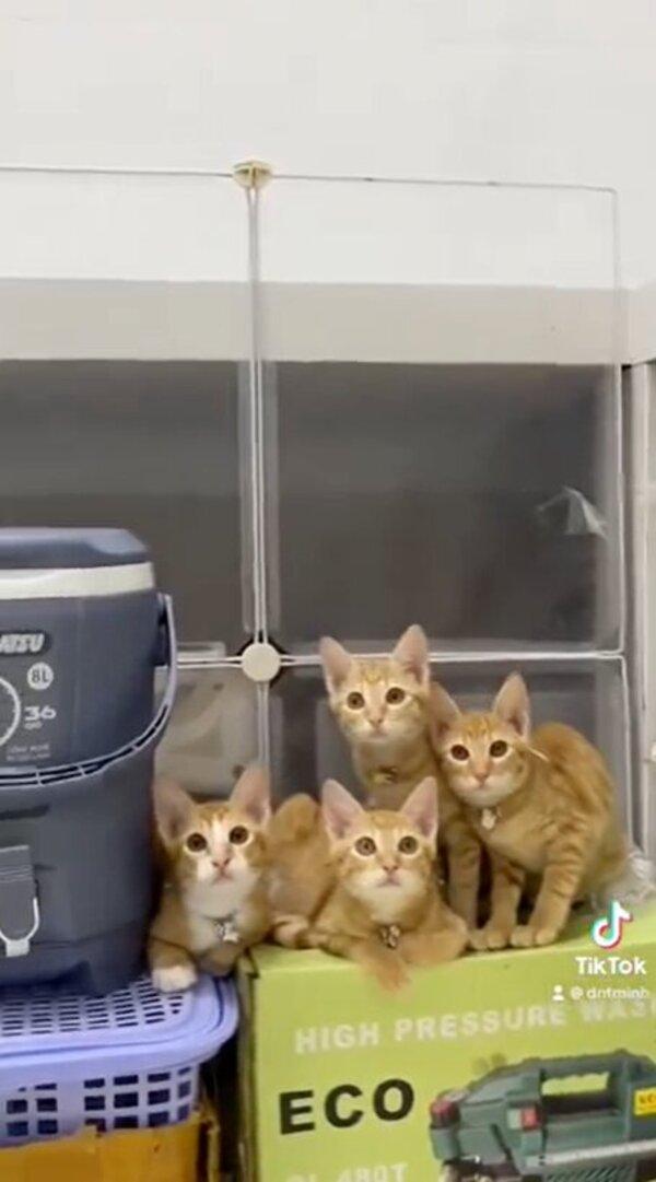 Mỹ Diệu là ai? Danh tính của nàng mèo được cộng đồng mạng gọi là hệ tư ...