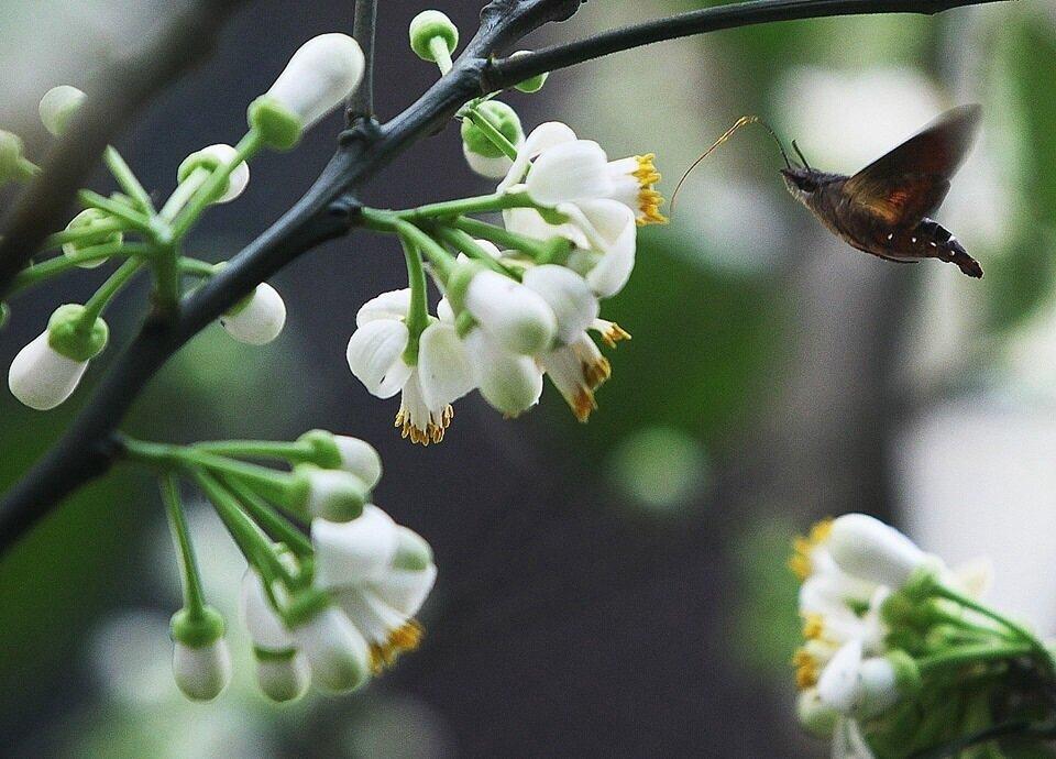 Hình ảnh hoa bưởi đẹp tháng 3. (Ảnh: Internet)