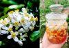 Hoa bưởi tháng 3: Cách làm hoa bưởi ngâm mật ong chữa “bách bệnh”