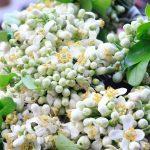 Hoa bưởi có công dụng gì tốt cho sức khỏe và cách sử dụng thế nào?