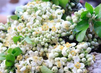 Hoa bưởi có công dụng gì tốt cho sức khỏe và cách sử dụng thế nào?