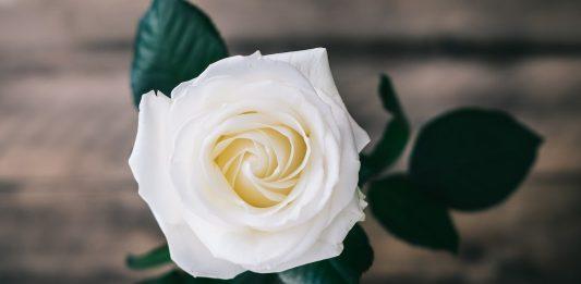 Ý nghĩa hoa hồng trắng không phải ai cũng biết: 100+ hình ảnh hoa hồng trắng đẹp nhất