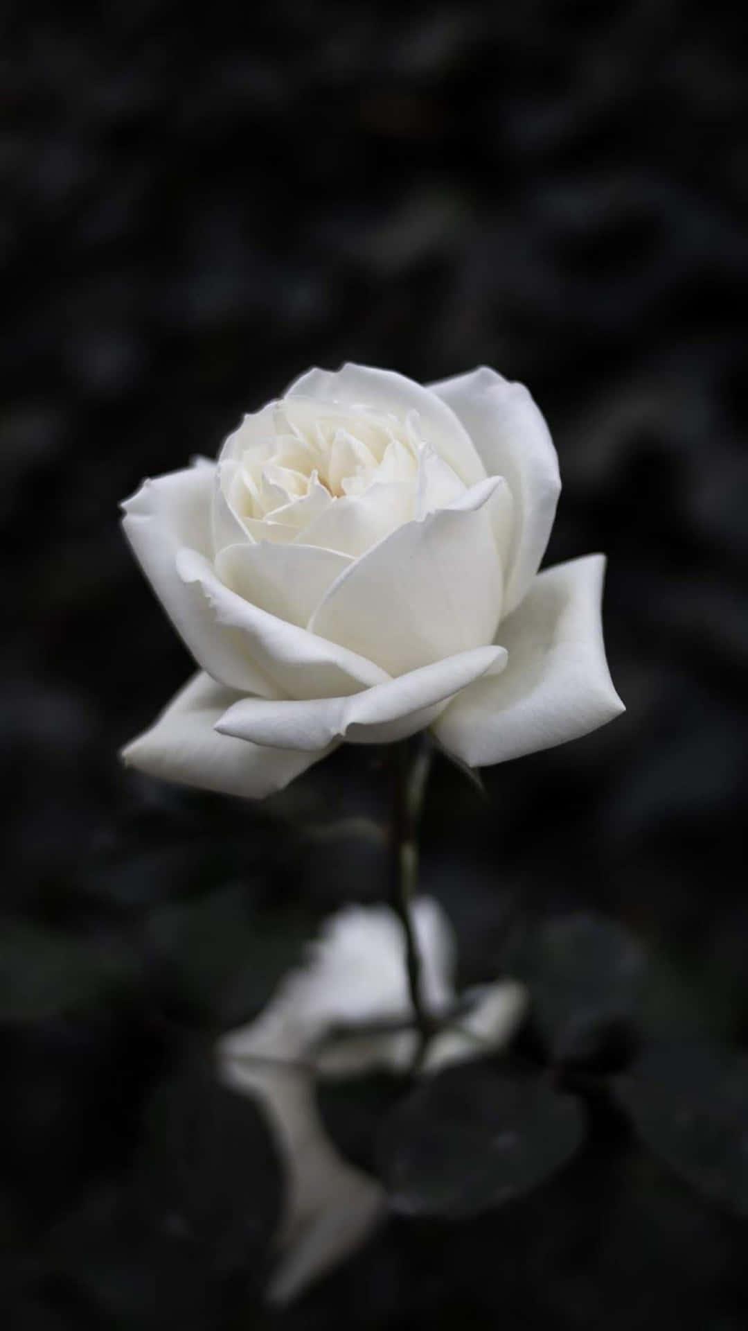 Ý nghĩa hoa hồng trắng không phải ai cũng biết: 100+ hình ảnh hoa ...