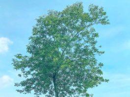 Ảnh đồi chè Minh Hợp được các du khách ghé thăm