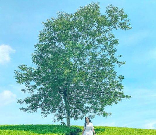 Ảnh đồi chè Minh Hợp được các du khách ghé thăm