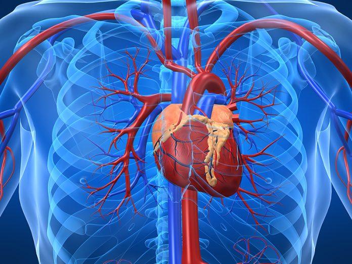 Kiểm soát huyết áp cũng như kiểm soát hoạt động của tim mạch (Nguồn: Internet)