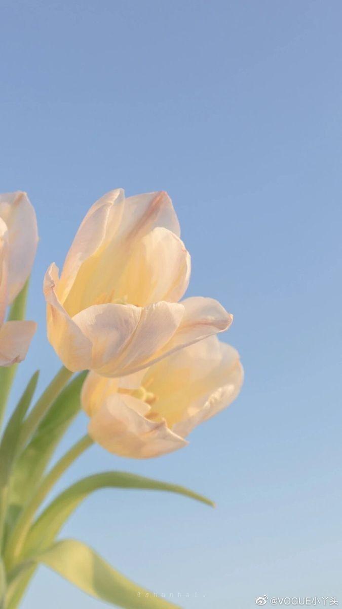 Hình ảnh hoa tulip, bó hoa tulip hồng-imagestock-0481