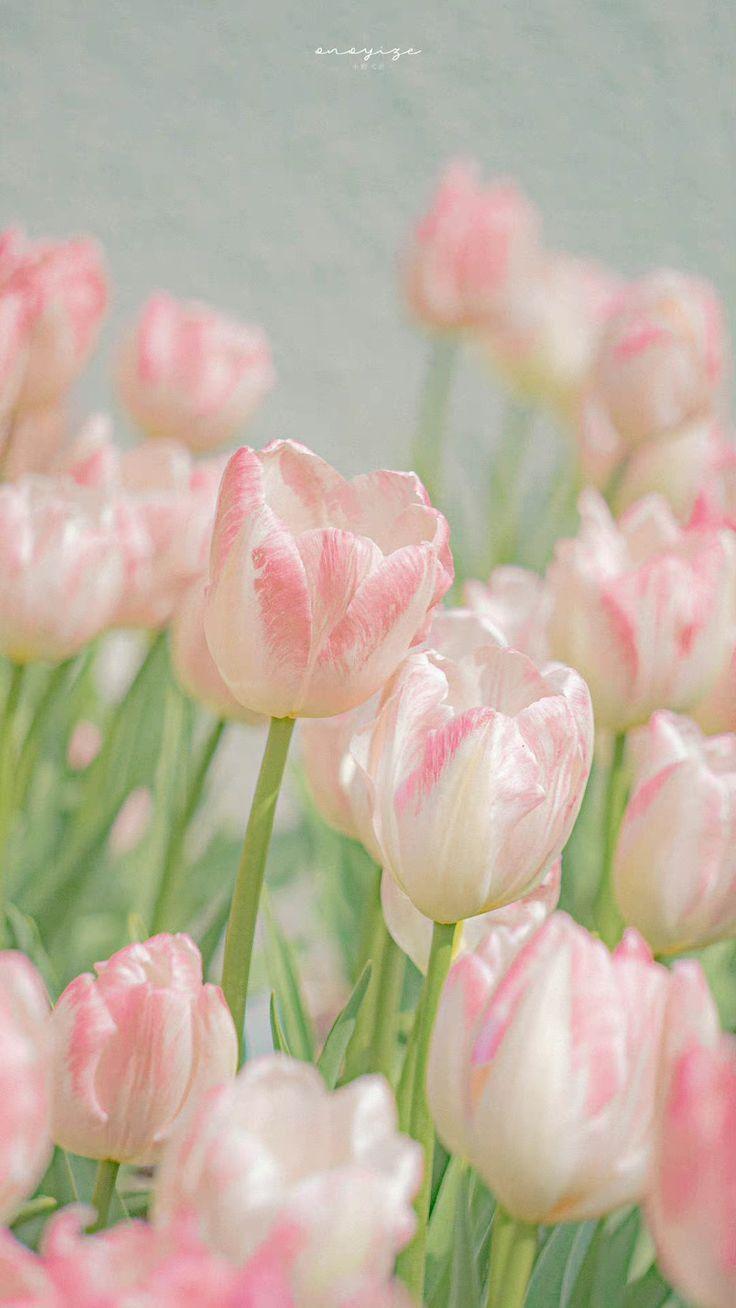 ảnh Bối Cảnh Hình Nền Hoa Tulip Tải Xuống Miễn Phí, ảnh hoa tulip hình nền,  hình nền hoa tulip, nền hoa tulip đẹp Trên Lovepik