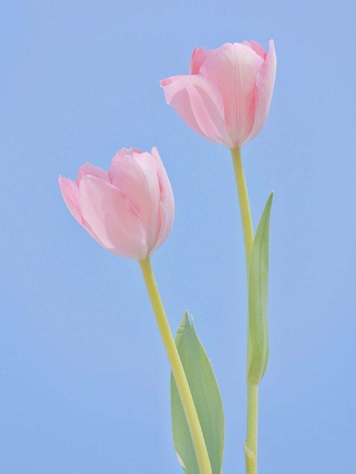 Hình nền hoa tulip cho điện thoại (Ảnh: Internet)