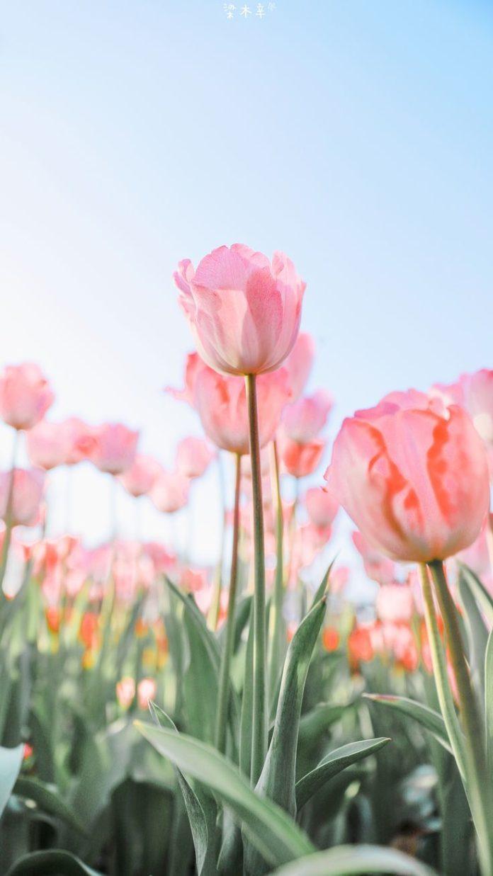 Hình nền hoa tulip cho điện thoại (Ảnh: Internet)