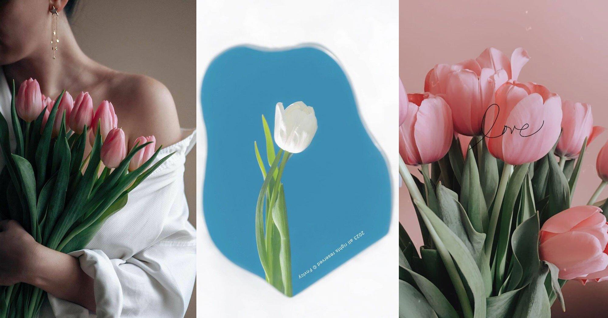 Bộ sưu tập hình nền hoa Tulip full HD đẹp nhất 2023 - LEDLUMEN
