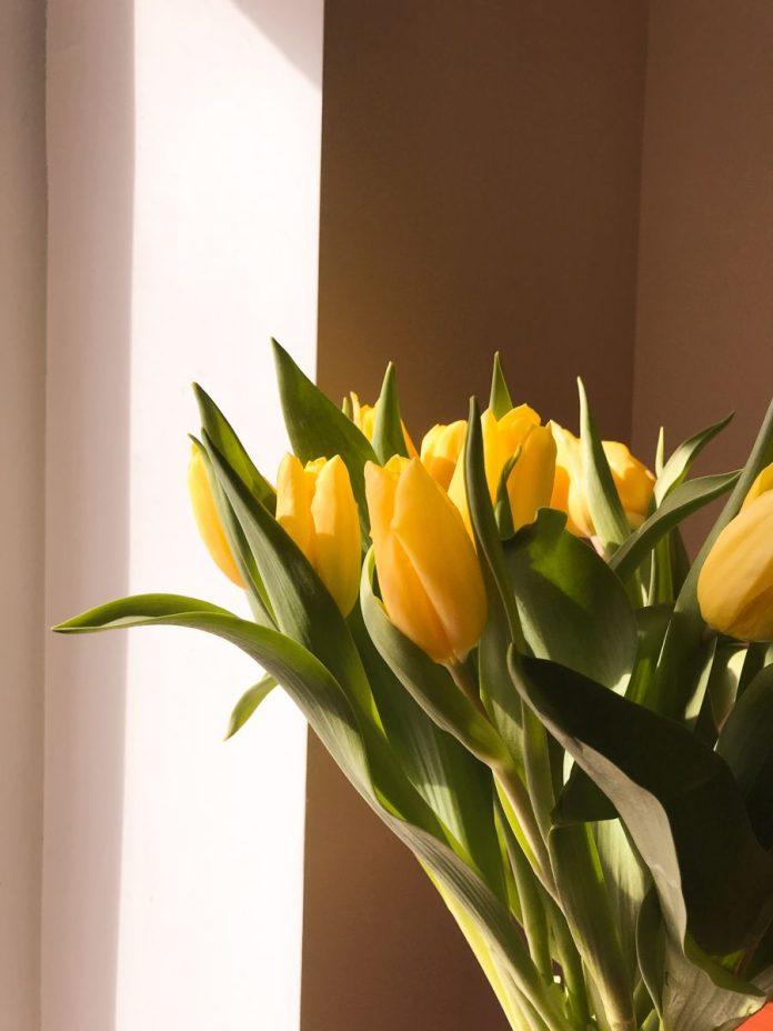 Ý nghĩa hoa tulip vàng (Ảnh: Internet)