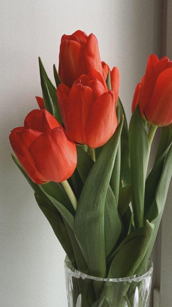 Ý nghĩa hoa tulip là gì? 999 hình nền hoa tulip chill, đẹp nhất trên Pinterest ấn tượng điện thoại hình nền hình nền hoa tulip hình nền hoa tulip chill hoa tulip hoa tulip hình nền máy tính sang trọng sự thật sự thật thú vị thanh lịch thú vị