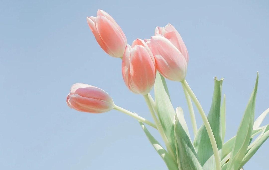 Hình nền hoa tulip cho máy tính (Ảnh: Internet)
