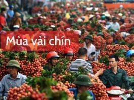 Mùa vải và những điều nên biết về loại quả này (Nguồn: Internet)