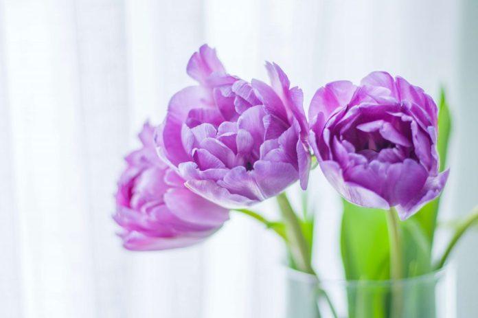 Ý nghĩa hoa tulip tím (Ảnh: Internet)
