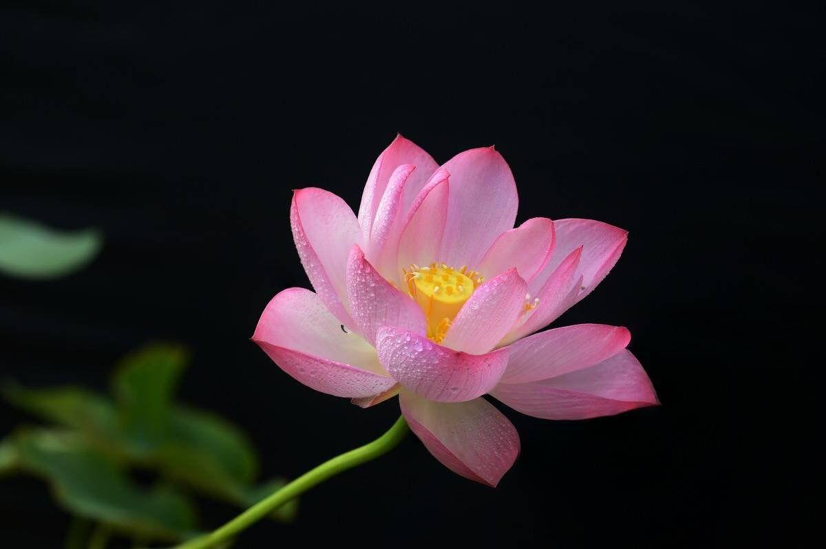 Thơ hay về hoa sen trong Phật giáo