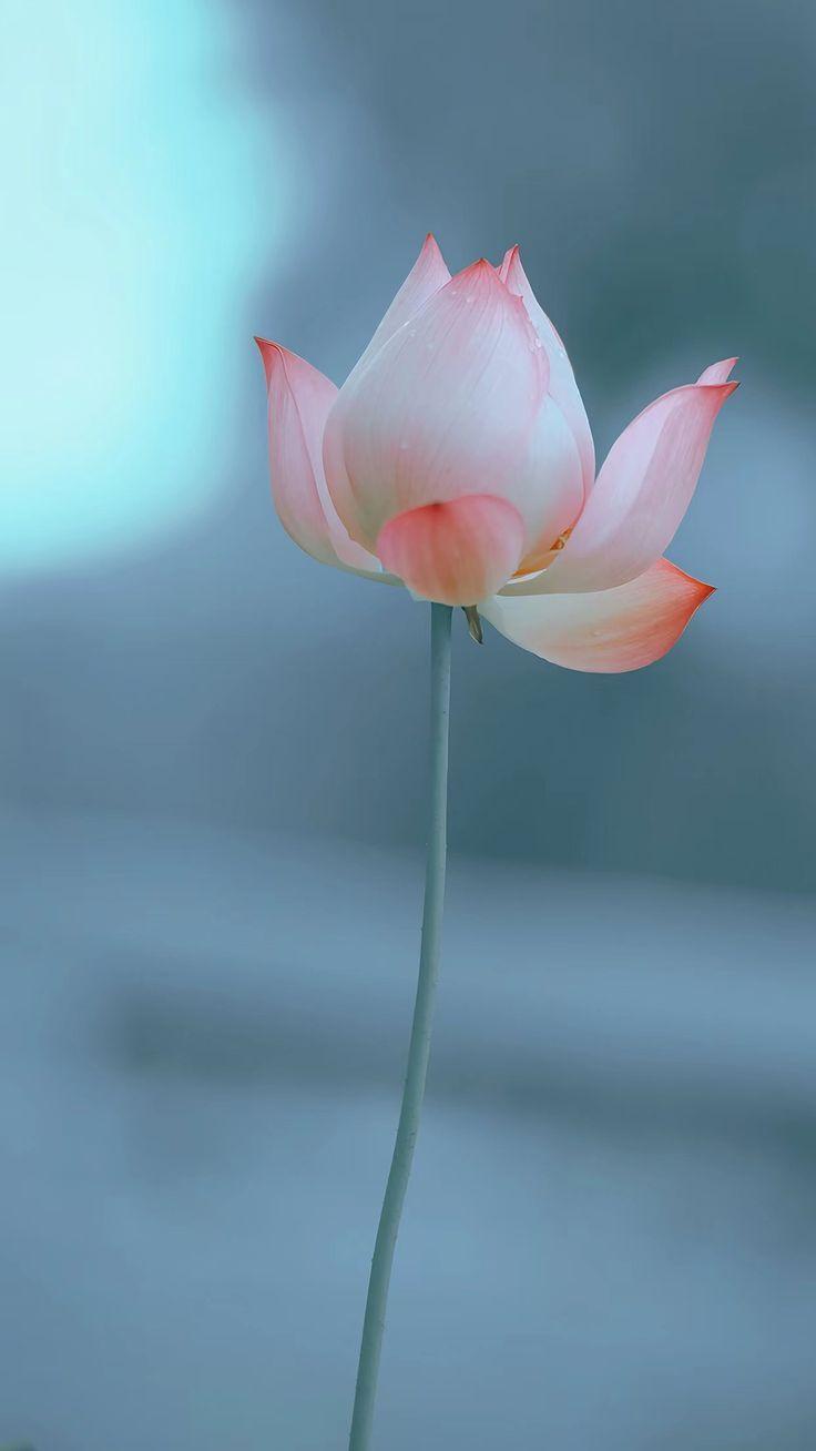 Hình ảnh hoa sen đẹp (Ảnh: Internet)