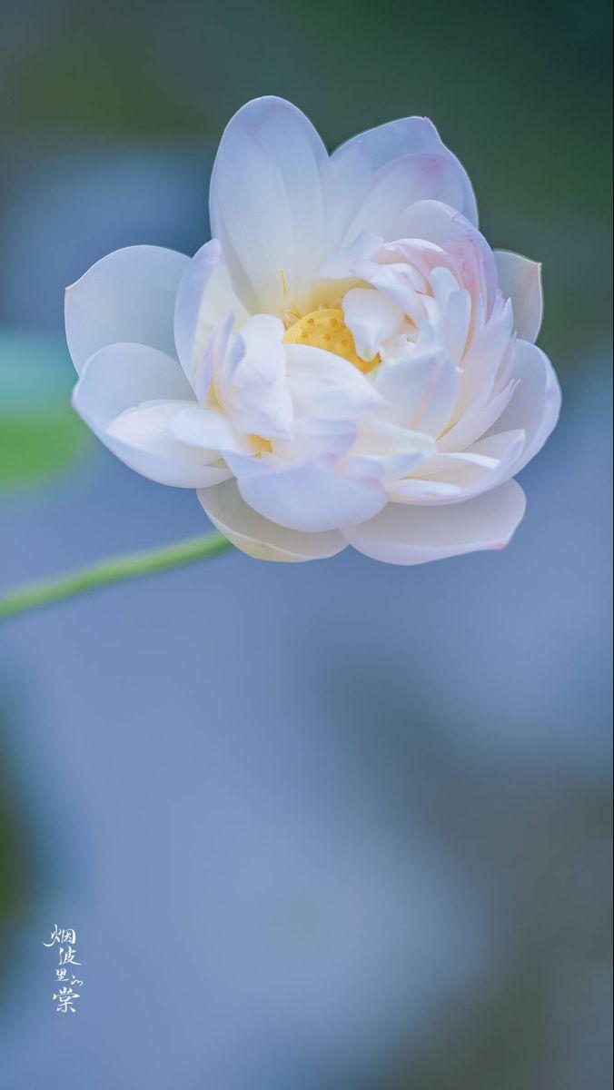 Hình ảnh hoa sen trắng đẹp (Ảnh: Internet)
