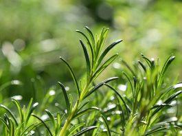 Kích thích mọc tóc từ lá hương thảo bạn đã biết chưa? 10 cách sử dụng lá hương thảo cho mái tóc khỏe đẹp