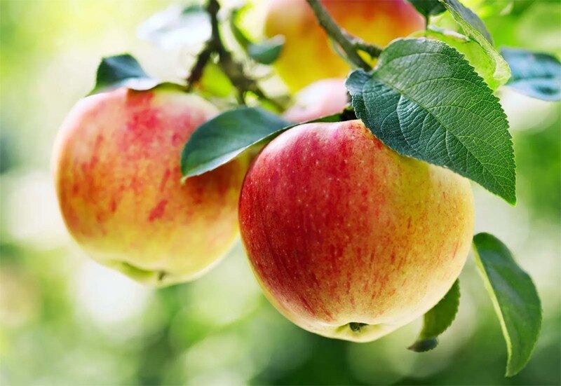 Ăn táo mỗi ngày giúp cơ thể khỏe mạnh (Ảnh: Internet)