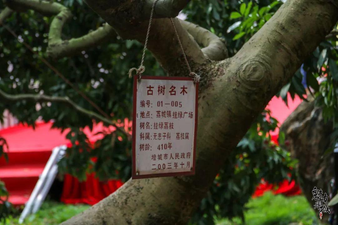 Cây vải thiều duy nhất trên thế giới, là quốc bảo của Trung Quốc. (Ảnh: Internet)