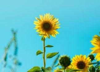 Sống chậm đi để nhìn lại và suy ngẫm. (Nguồn: Internet)