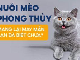 Nuôi mèo không hề nghèo: 4 loài mèo chiêu tài, vượng phúc nhất bạn nên nuôi