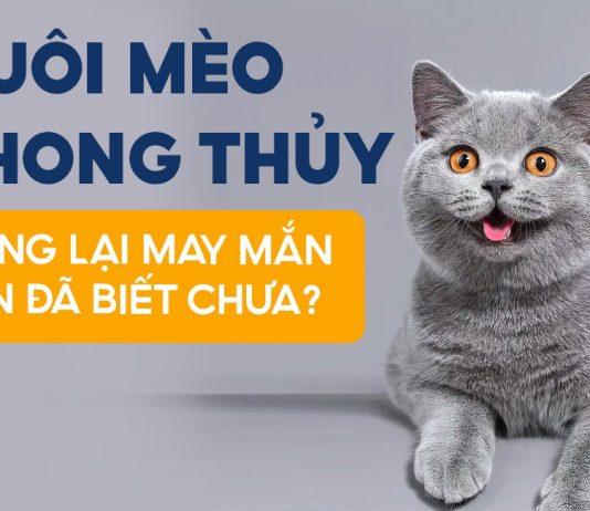 Nuôi mèo không hề nghèo: 4 loài mèo chiêu tài, vượng phúc nhất bạn nên nuôi