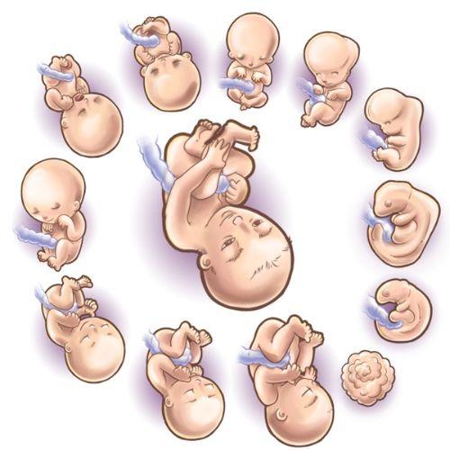 Quá trình phát triển của thai nhi (Nguồn: Internet)