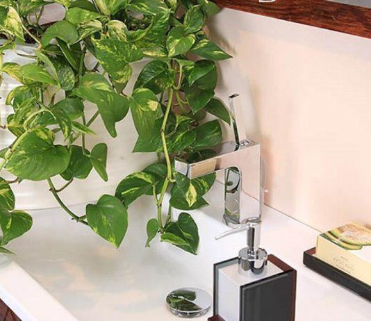 Cây trầu bà (Ảnh: Internet)