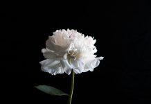 4 bí mật mà bạn chưa biết về hoa mẫu đơn trắng
