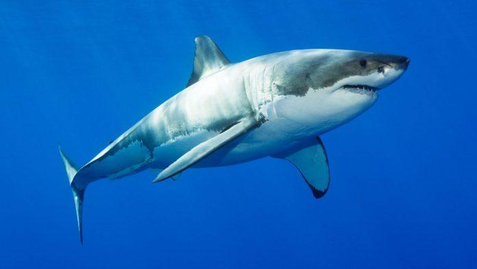 Những thông tin thú vị về cá mập (Ảnh: Internet)