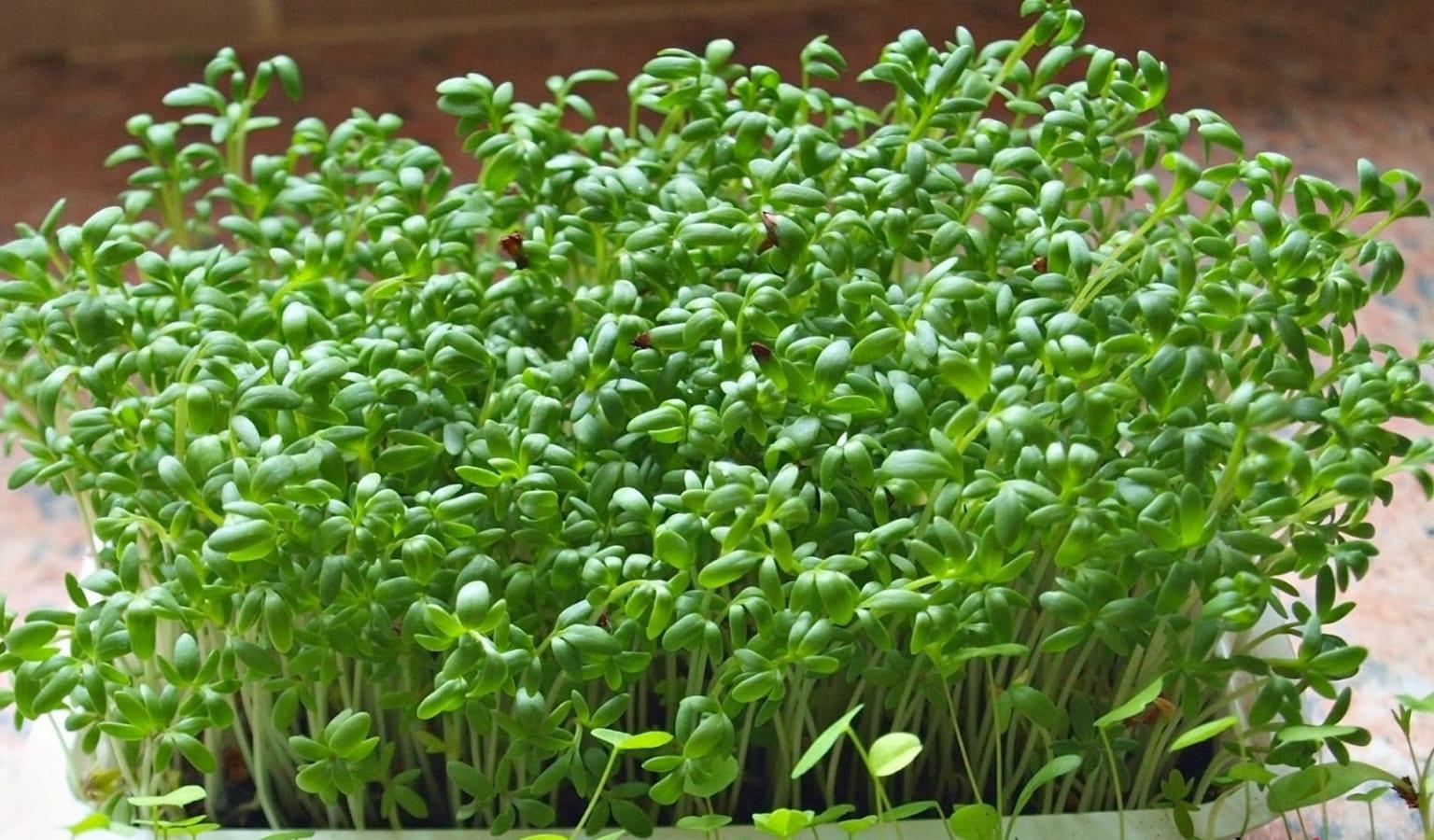 Cây cảnh từ rau củ: Điểm nhấn xinh xắn cho không gian nhà bạn - BlogAnChoi
