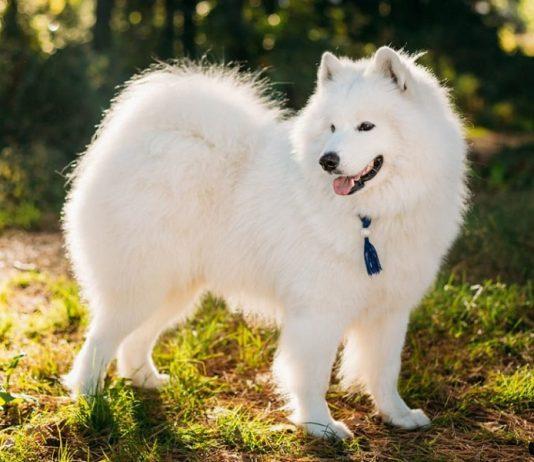 Top 8 giống chó cảnh dễ nuôi, dễ chăm nhất Việt Nam