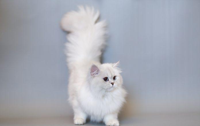 Mèo Anh lông dài (Nguồn ảnh: Internet)