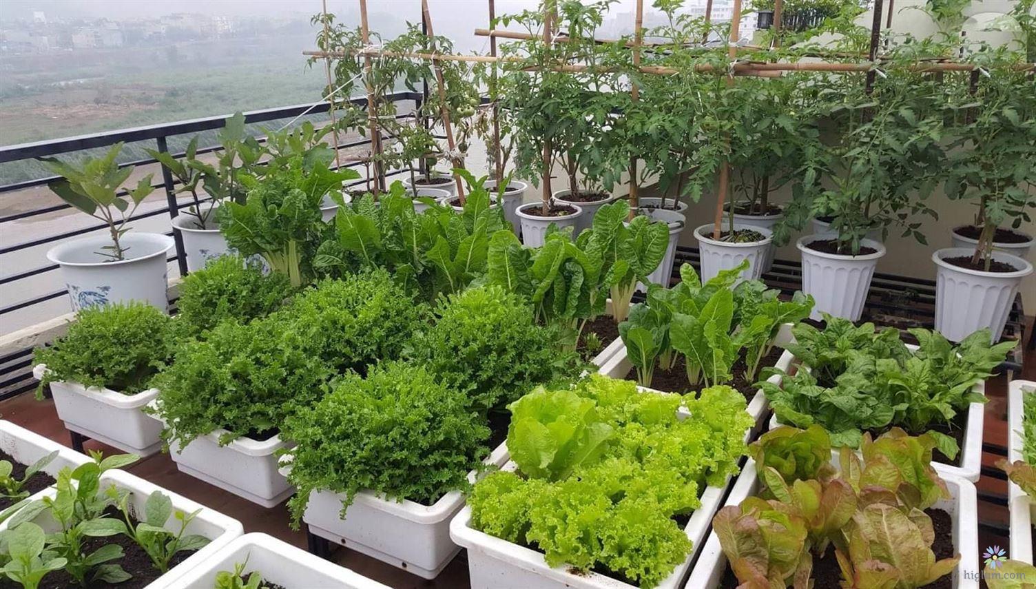 Phủ xanh khu vườn nhà bạn bằng các loại rau yêu thích (Ảnh: Internet)