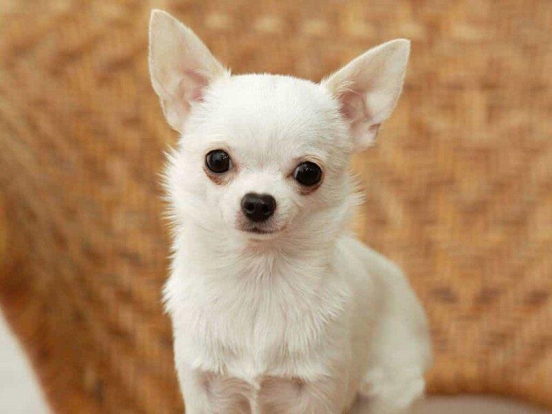 Chihuahua (Ảnh: Internet)