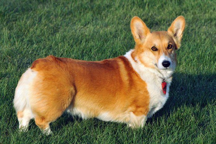 Corgi (Ảnh: Internet)