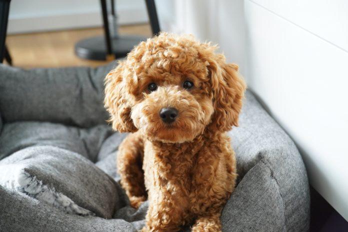 Poodle (Ảnh: Internet)