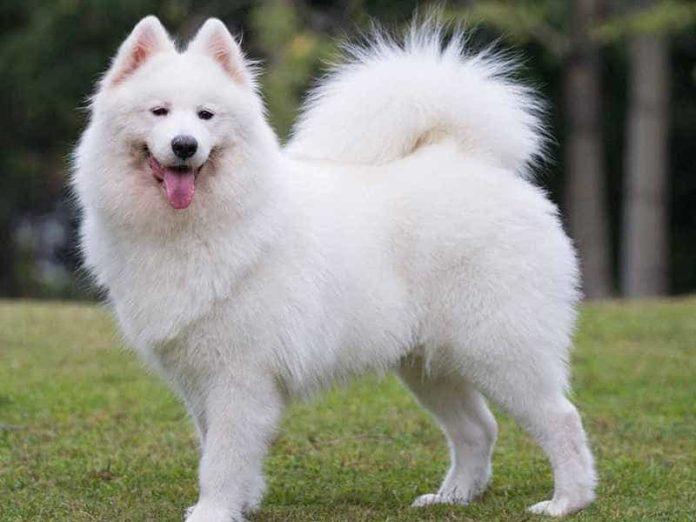 Samoyed (Ảnh: Internet)