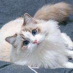 Mèo tự làm mát cơ thể mình như thế nào? (Ảnh: Internet)