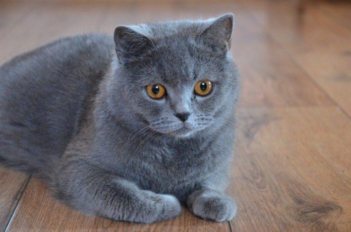 Mèo Anh lông ngắn (Nguồn ảnh: Internet)